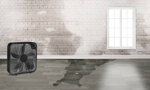 Best Water damage restoration near me  in Greenfield, MO